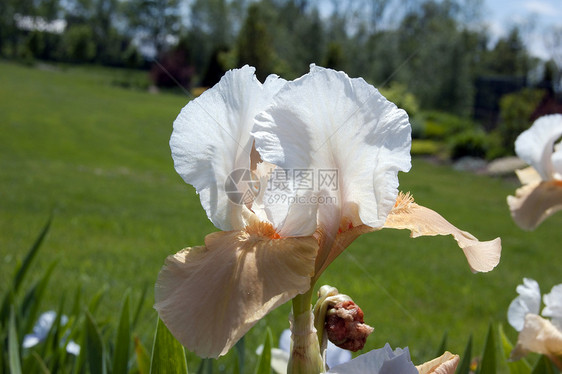 白鼠虹膜植物群白色植物花园黄色蓝色花瓣宏观绿色鸢尾花图片