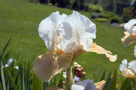 虹宏观蓝色植物群白色黄色植物花园花瓣绿色鸢尾花图片