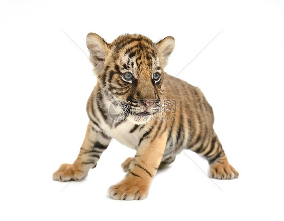 幼老虎白色条纹哺乳动物婴儿老虎动物群幼兽食肉豹属黄色图片