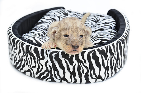 躺在床垫上的狮子宝宝动物群哺乳动物动物野生动物白色食肉荒野老虎宝贝黄色图片
