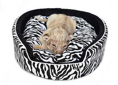 躺在床垫上的狮子宝宝老虎动物群动物幼崽荒野宝贝白色黄色豹属食肉图片