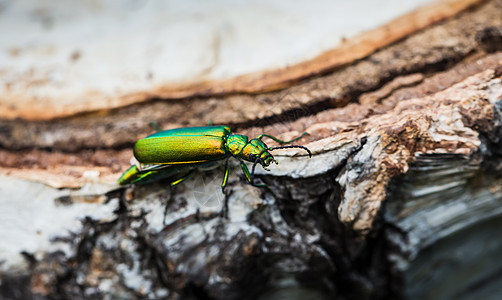 绿甲虫在白树上风景触手绿色宏观甲虫冒充动物群生活脊椎动物触角图片