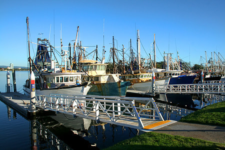 码头的虾和渔船船队图片