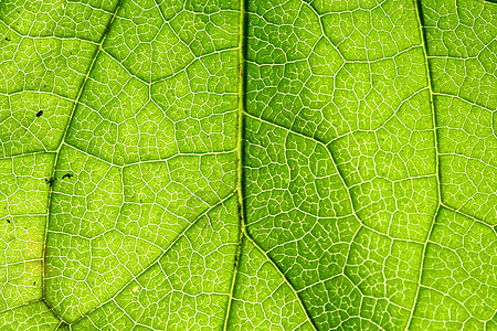 绿叶静脉情调草本植物生活花园植物群绿色植物叶子森林阴影图片