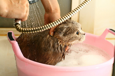 洗手猫淋浴喷头浴室猫咪享受图片
