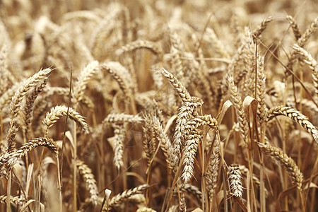 田地上小麦特写国家生产金子季节收成蓝色农田面包农业农场图片