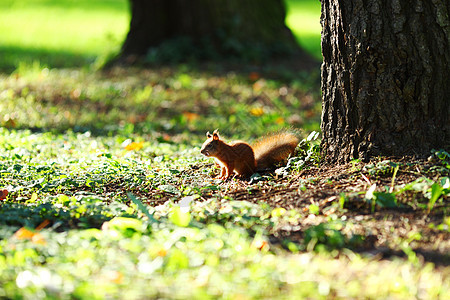 秋天森林中的松松鼠木头毛皮荒野野生动物冒充生物眼睛栗鼠尾巴哺乳动物图片