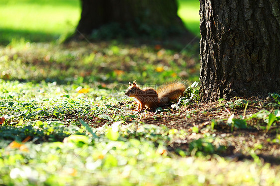 秋天森林中的松松鼠木头毛皮荒野野生动物冒充生物眼睛栗鼠尾巴哺乳动物图片