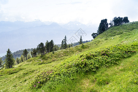 贝亚登堡 瑞士石头环境爬坡松树旅游场景植物群旅行场地季节图片