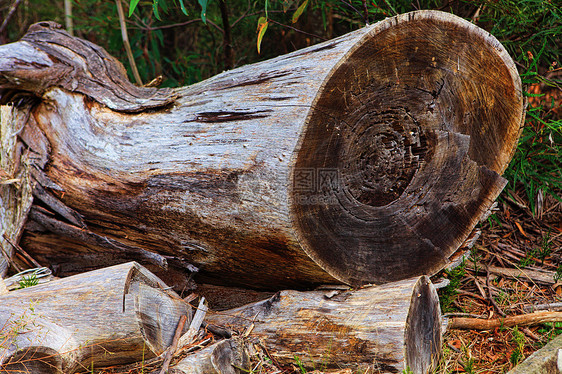 折叠树森林记录灌木丛木头木材环境砍伐胶树绿色图片