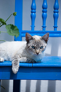 小猫动物哺乳动物宠物猫科动物条纹椅子眼睛蓝色白色图片