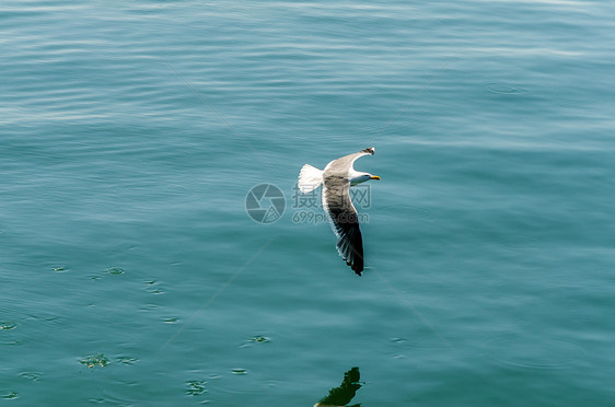 飞行海鸥野生动物动物羽毛荒野海洋翅膀鸟类海岸海鸟空气图片