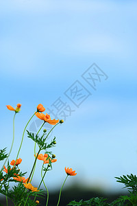 宇宙花橙子花朵黄色植物自然色彩风景花园花头背景图片