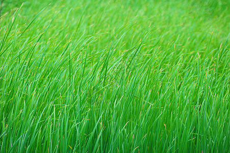 青草环境绿色生长草地风景天空植物阳光场地图片