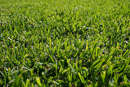 无缝绿色绿草背景农业草本植物公园生长植物场地绿色植物叶子土地植物群图片