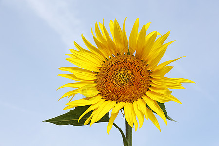 向日向农业草地国家植物群晴天文化太阳季节花瓣农场图片