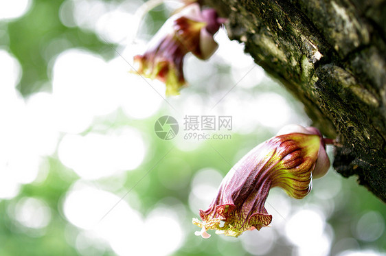 墨西哥卡拉巴什花 淡背景的青蓝野生植物图片