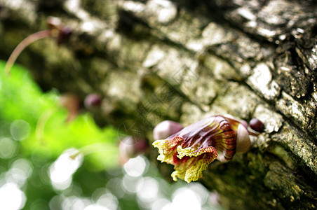 墨西哥Calabash花朵 Bloom 野生植物背景特科葫芦植物森林荒野公园野花植物群图片