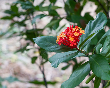 红花植物公园花店园艺植物学叶子场地木头花瓣星星图片