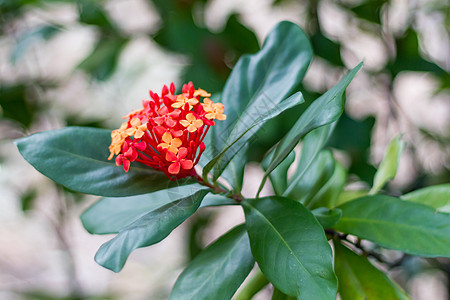 红花花粉美丽植物公园仙丹花蜜生长花瓣星星花店图片