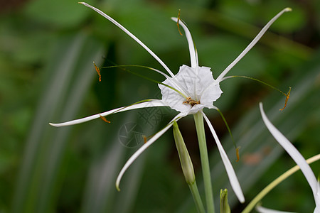 白宝石花束生长丛林花粉叶子男性草药植物群咖啡家庭图片