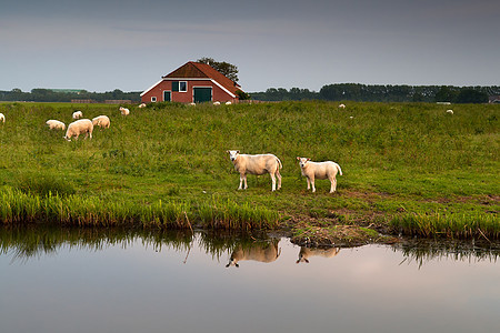 沿河在农场放牧的羊群图片