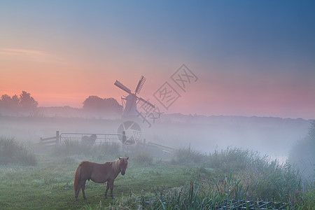 牧草和风车的雾中小马图片