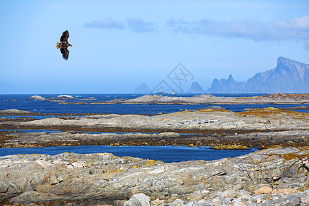 挪威湾海岸海滩顶峰天空峡湾乡村风景山脉海洋孤独图片