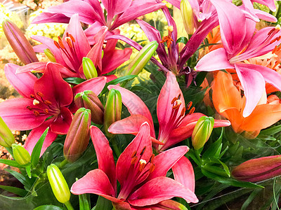 百合花布叶子新娘花店花束季节花粉植物群美丽植物花瓣图片