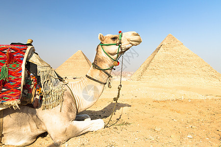 埃及开罗吉萨金字塔的骆驼金字塔哺乳动物旅行世界遗产石头吸引力游客考古学动物历史性图片