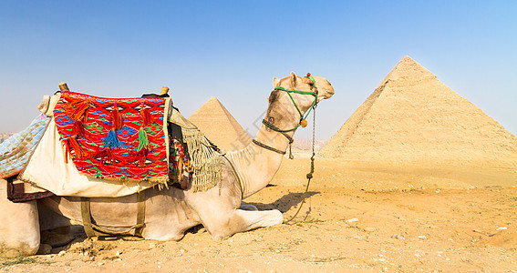 埃及开罗吉萨金字塔的骆驼历史性旅游游客纪念碑建筑学目的地灰尘动物世界遗产废墟图片