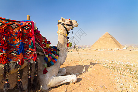 埃及开罗吉萨金字塔的骆驼历史灰尘景点金字塔哺乳动物遗产旅行考古学游客旅游图片
