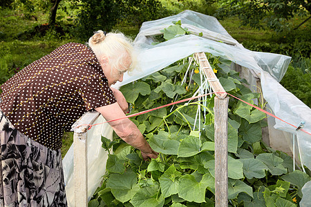 那个老妇人住在黄瓜灌丛的温室里祖母医学老年花朵女士花园园丁奶奶阳光衬套图片