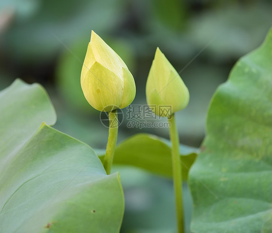 盛开的莲花花莲花状叶子灌木核桃属异国植物植物学百合生物学花园图片