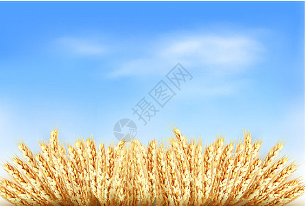 蓝色天空前的小麦耳朵 矢量图解太阳标签艺术季节种子收成酒花场地脱粒稻草图片