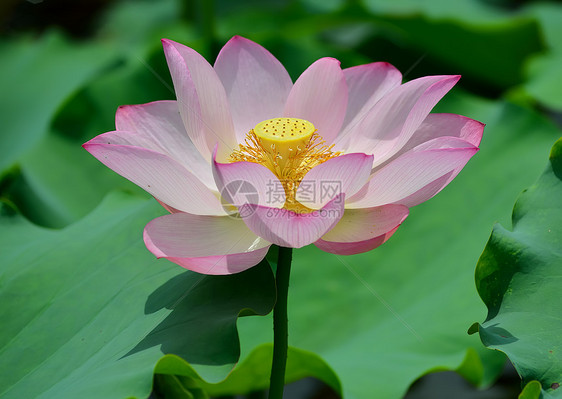 盛开的莲花花生物学叶子核桃属情调异国灌木花园植物学荷花花瓣图片