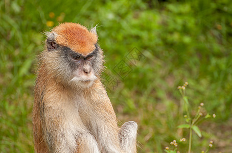 猴子锁定监狱推介会森林热带展示荒野动物园跑道哺乳动物图片