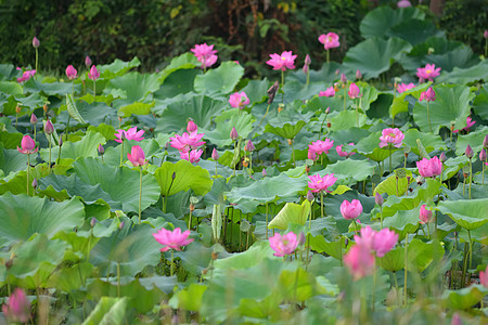 在池塘里开花花瓣花萼花园莲花状灌木繁荣荷花种子异国情调图片