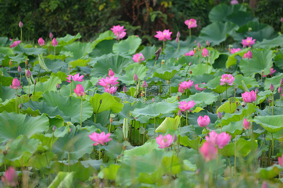 在池塘里开花花瓣花萼花园莲花状灌木繁荣荷花种子异国情调图片