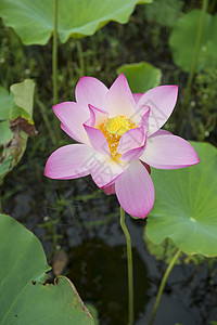 盛开的莲花花植物花瓣软垫核桃属异国莲花状灌木百合生物学荷花图片