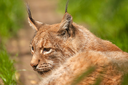 Lynx 语言荒野哺乳动物山猫监狱热带胡子推介会动物园捕食者跑道图片