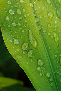 湿叶紧闭花园植物植物群植物学水滴生长生活雨滴环境静脉图片