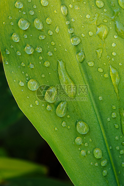 湿叶紧闭花园植物植物群植物学水滴生长生活雨滴环境静脉图片