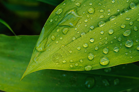 湿叶紧闭宏观植物群环境花园植物植物学叶子静脉雨滴森林图片