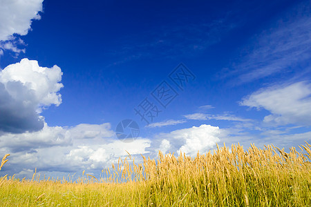 戏剧天空下的美丽小麦田季节天空阳光植物农场场景谷物小麦大麦天气图片
