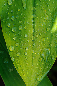 湿叶紧闭环境植物群宏观花园生长雨滴生活森林植物学植物图片