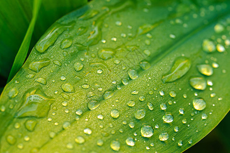 湿叶紧闭森林植物学叶子环境水滴生活静脉生长雨滴植物群图片