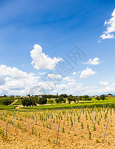 托斯卡纳酒庄园农村酒厂水果藤蔓植物村庄地平线天空葡萄园场地图片