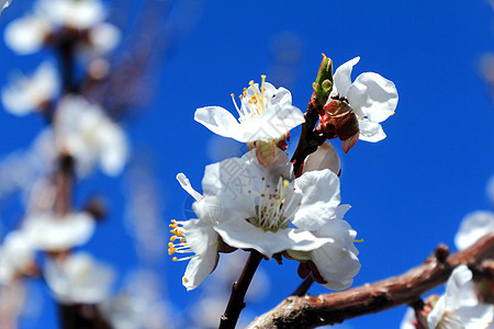 蓝天空背景的白杏花朵Name觉醒白色天蓝色季节植物群植物大自然图片