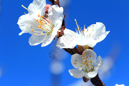 蓝天空背景的白杏花朵Name大自然觉醒白色天蓝色植物季节植物群图片